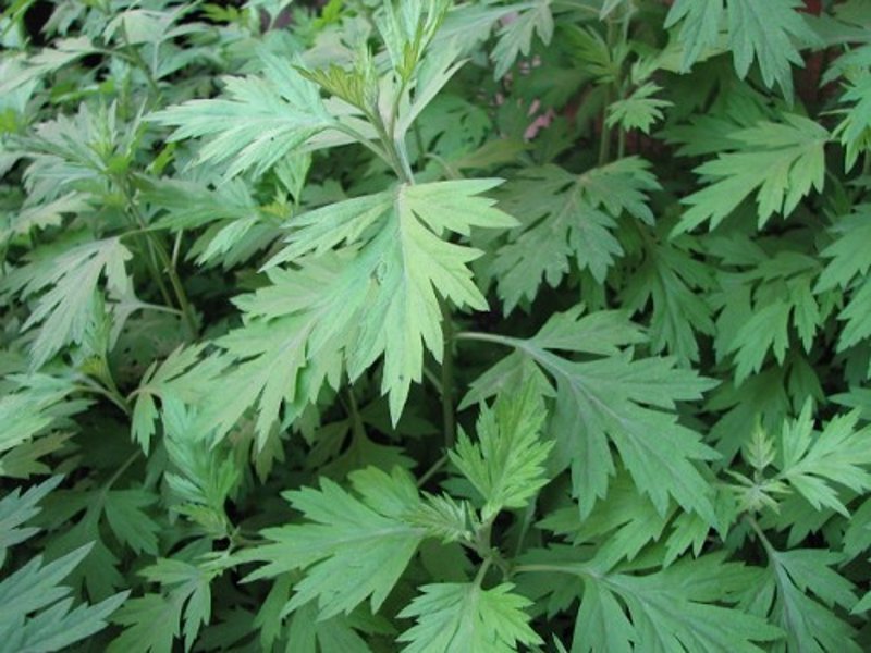 艾草种植:一亩地产量与市场价格